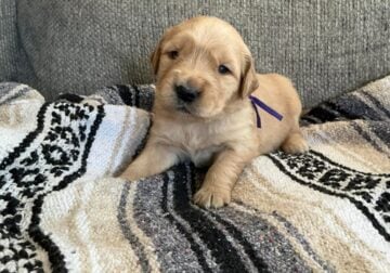 Akc Golden Retriever puppies