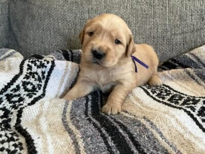 Akc Golden Retriever puppies