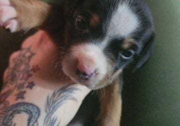 Pitbull/Mini Dashound puppies