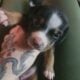 Pitbull/Mini Dashound puppies
