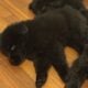 Tibetan mastiff chow chows
