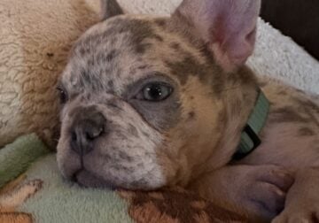 Cute male Merle Frenchy
