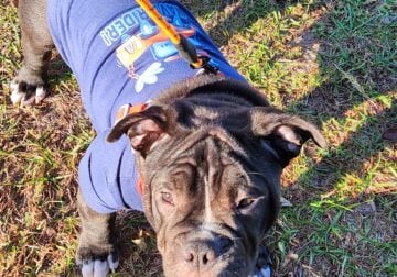 American bully pocket puppies