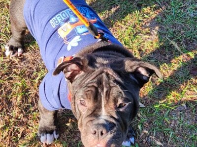 American bully pocket puppies