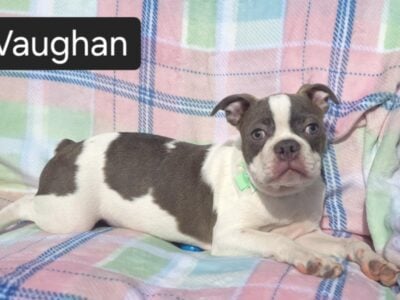 “Vaughan”