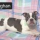 $500 THIS WEEKEND ONLY “Vaughan”