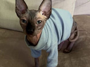 Sphynx Kitten – Boy