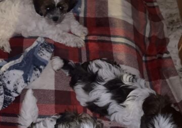 Maltese-Shihtzu Mixed Puppies
