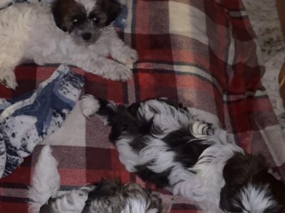 Maltese-Shihtzu Mixed Puppies