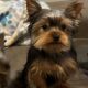 CKC Teacup Yorkie puppies