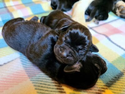 AKC Master Hunter Bloodline Lab Puppies!