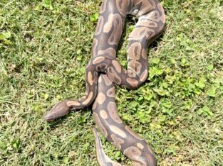 Normal Ball Python
