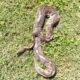 Normal Ball Python