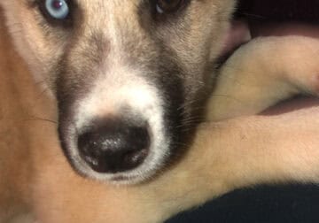 Husky mix