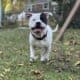 Pitbull for rehome