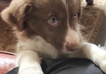 Border Collie/ Australian Shepherd