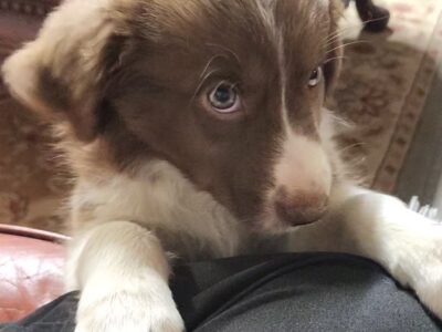 Border Collie/ Australian Shepherd