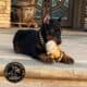 Doberman Pinscher puppies for sale!