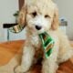 Stunning F1B Mini Goldendoodles Puppies