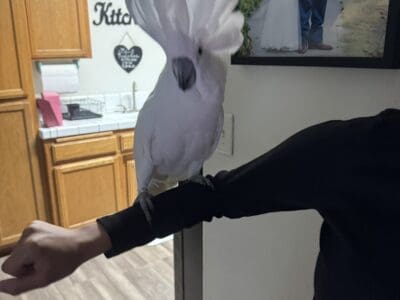 5 yr old cockatoo