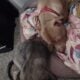 1 1/2 yr old male red nose pit free