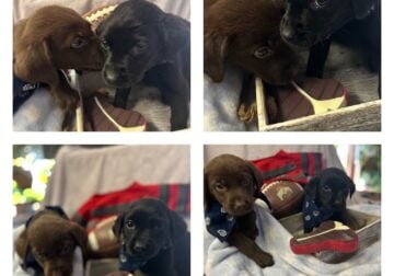 Six week old adorable lab puppies black and chocol