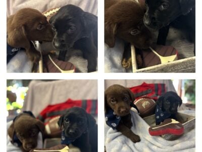 Six week old adorable lab puppies black and chocol