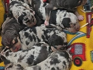 Catahoula Leopard dogs
