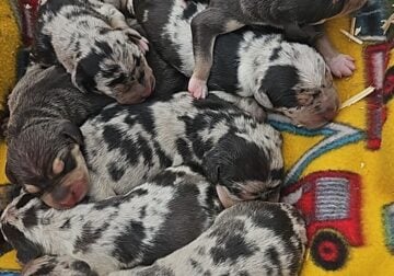 Catahoula Leopard dogs