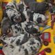 Catahoula Leopard dogs