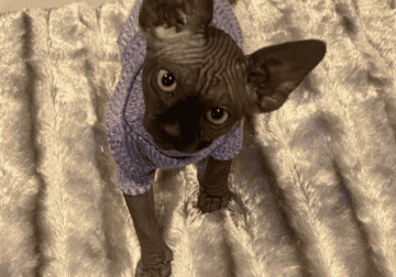 Sphynx kittens