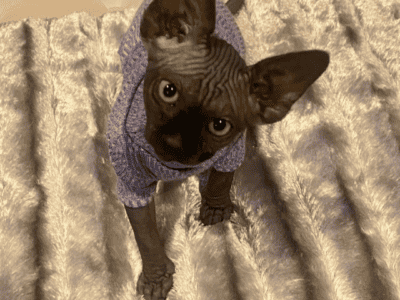 Sphynx kittens