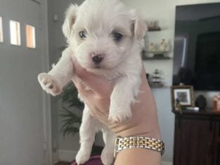 Malteses Puppy for sale