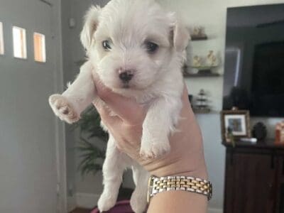 Malteses Puppy for sale