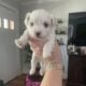 Malteses Puppy for sale