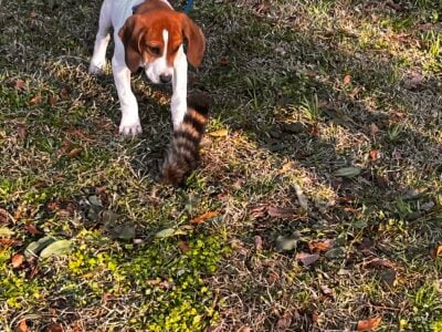 English coonhound