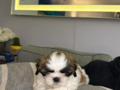 Shih Tzu puppies