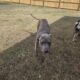 Needs home asap