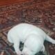 Puppies for sale