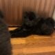 Tibetan mastiff chow chows