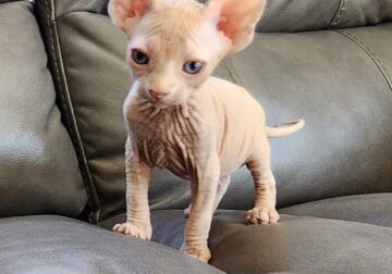 Male Sphynx kittens