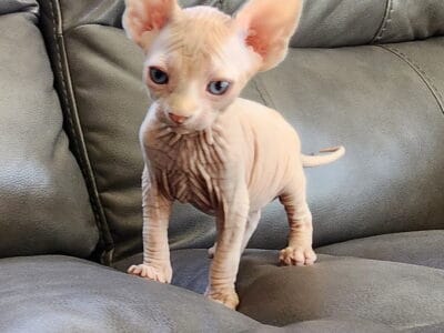 Male Sphynx kittens