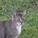 Elisha: Cat for Adoption
