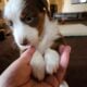 Mini Australian Shepherd Mr. Red