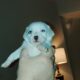 Puppies for sale