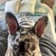 Boxers & more! Reputable 5 st Breeder of 23 years!