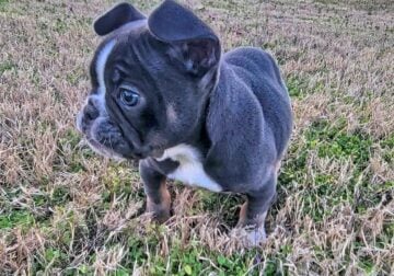 French bulldog male pup