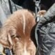 AKC Landseer Newfoundland Puppies