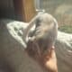 Sugar Gliders Taz and Shadow