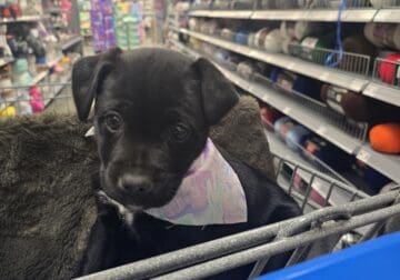 CORGIE HYBRID PUPPY